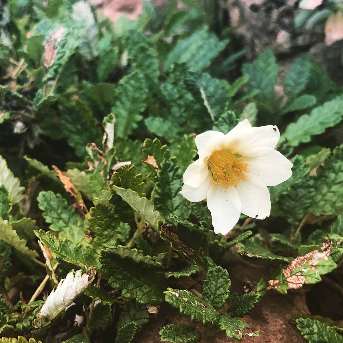 Mountain Avens